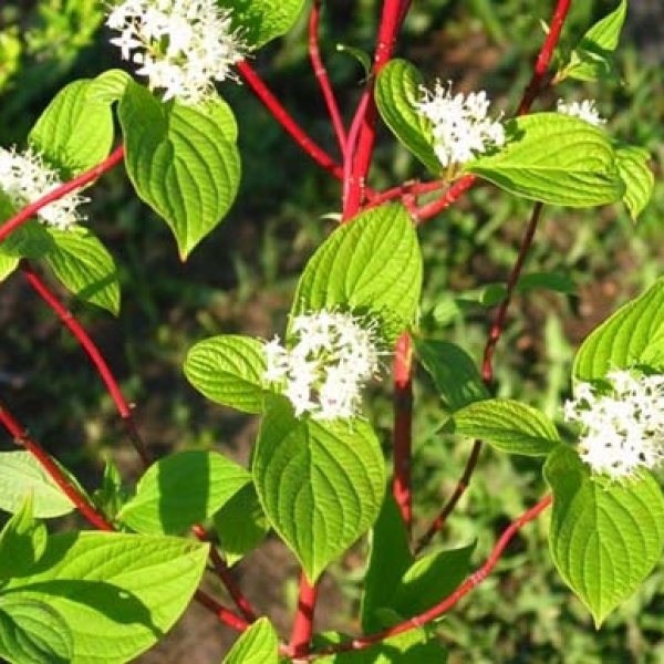 Tatarian Dogwood